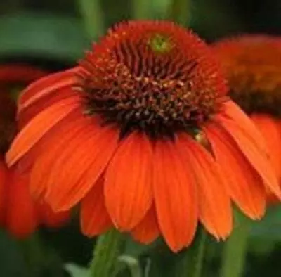 Echinacea (Coneflower) Sombrero® Adobe Orange Perennial Plug Plants Pack X6  • £11.99