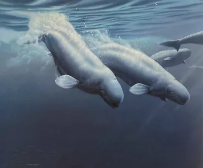 Michael Dumas - Beluga Whales -1000 S/N - Limited Edition Print - Size 20 X24  • $40
