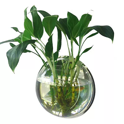 Wall Mount Fish Tanks Goldfish Bowl Acrylic Aquariums Flowerpot Flower Vase W8H2 • $16.58