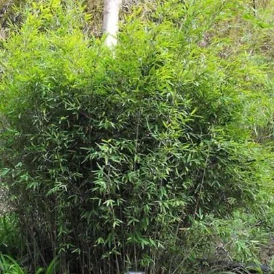 1lt Bamboo Fargesisa Murielae Hardy Bamboo • £12.99