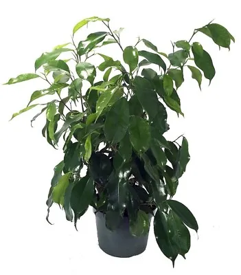 Weeping Ficus Spire Benjaminas Columnars Fig Tree Easy Indoors Live Plant 4  Pot • $15.95