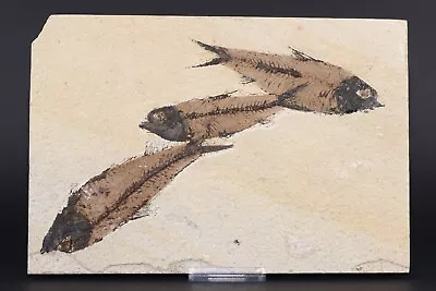 3 Knightia Fossil Fish Fossil Lake Green River Formation Wyoming WY COA 11587 • $45.95