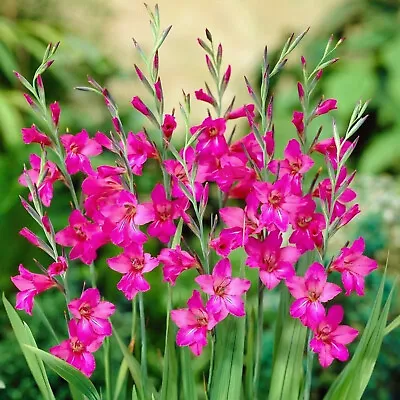 10 Gladioli Byzantinus-sword Lily Bulbs Spring/summer Flowering Garden Perennial • £6.49