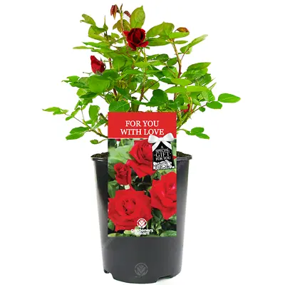 £23.99 • Buy For You With Love Rose - Valentine's Day Gift- Live Rose Bush Plant