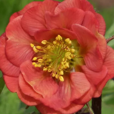 £9.99 • Buy Geum 'Flames Of Passion' Compact Mounded Herbaceous Perennial Shrub | 9cm Pot