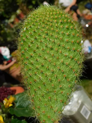 £20 • Buy Insularis Rare Galapagos Opuntia