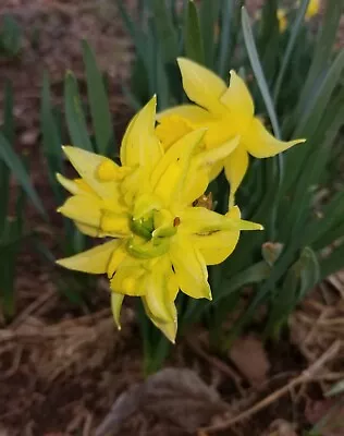 Van Sion Daffodils Naturalized 400 Year Old Heritage Variety • $9