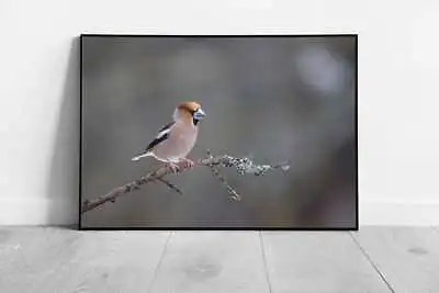 Hawfinch Bird Perched On A Small Branch In The Snowy Winter Animal Photography • £6.43