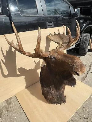 Moose Head Shoulder Mount Very Clean • $3000