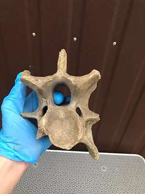 Mammoth Vertebra Excavated In Ukraine • $39.99