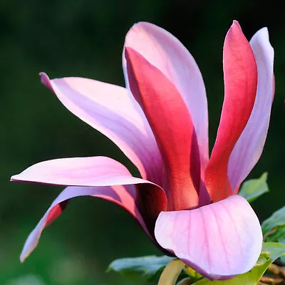 Magnolia Liliiflora 'Nigra' Deciduous Hardy Outdoor Garden Shrub In 9cm Pot • £11.99