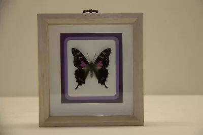 Graphium Weiskei Butterfly 2-1/2 X 2-1/2 -  New Guinea -  Mounted Framed Matted • $20