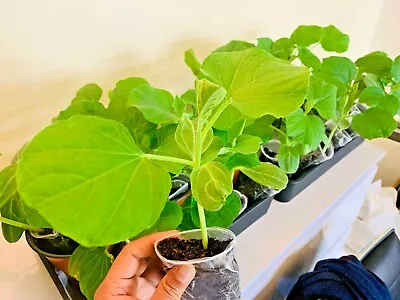 £19.99 • Buy Bangladeshi Kadu, Bottle Gourd, Lau, Dudhi, Kadu,  Heathy Four Plants