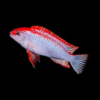 Red Top Ndumbi Cichlid | Pseudotropheus Perspicax «Red Top Ndumbi» | Lake Malawi • £13.92