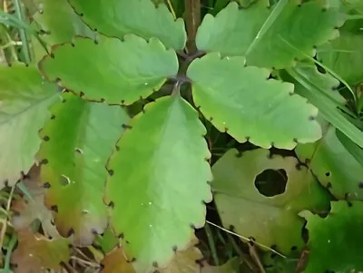 Leaf Of Life 'Kalanchoe Pinnata' - Fresh Exotic Leaf Grown In The UK • £16.50