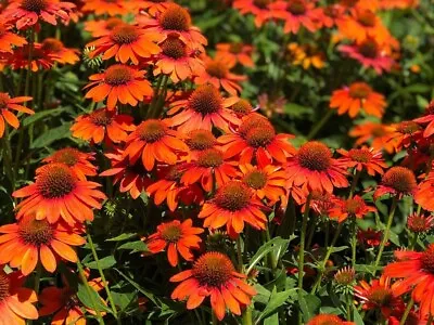 3x Echinacea 'Red In Shades' Plug Plants Perennial Coneflower - 24HR DISPATCH • £99