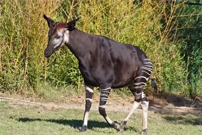 Okapi Glossy Poster Picture Photo Print Banner Zebra Forest Giraffe 9171 • $11.99