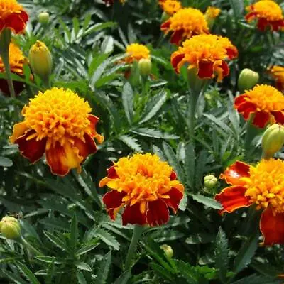 French Marigold ORANGE FLAME Double Dwarf Beneficial Plant Non-GMO 100 Seeds! • $3.98