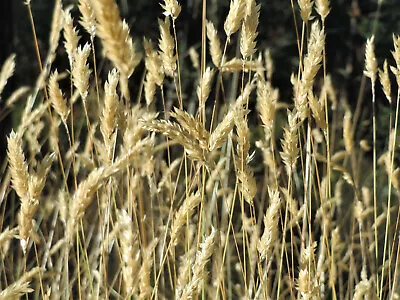 150 SWEET VERNAL GRASS Sweet Grass Vanilla Grass Anthoxanthum Odoratum Seeds • $3