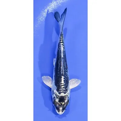 3.5  KIN KIKOKURYU Koi Live Fish Standard Fin Nextdaykoi NDK • $15