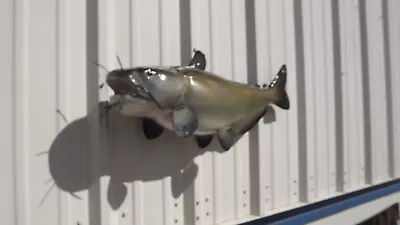 31  Channel Catfish Full Mount Fish Replica - Quick Production • $310
