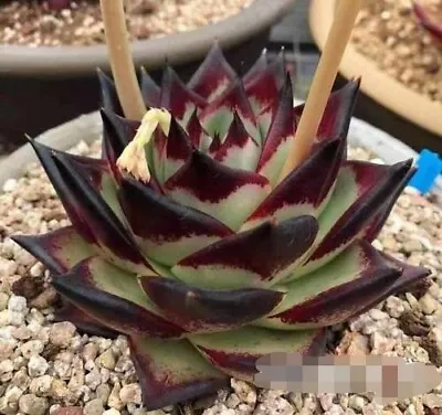 Ebony 1930 4cm Diameter Agavoides Succulent  • $9