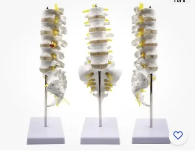 Human Spine Model - 1:1 Life Size Lumbar Vertebrae Set Anatomy Mode • $43