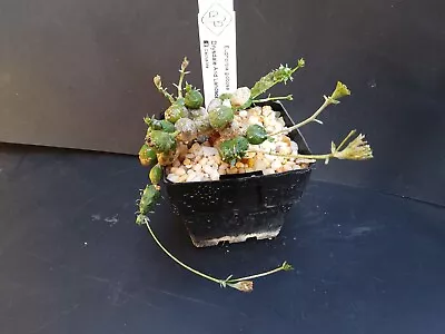 Succulents Cactus Rare Plants  Euphorbia Globosa • $12