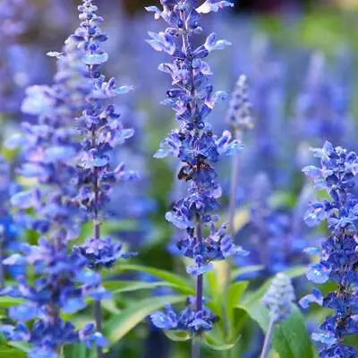 HYSSOP Officinalis Perennial Hummingbird Plant & Medicinal USA Non-GMO 200 Seeds • $3.98