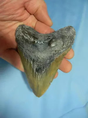 Large 4 5/8 Inch  Megalodon Shark Tooth Fossil • $55