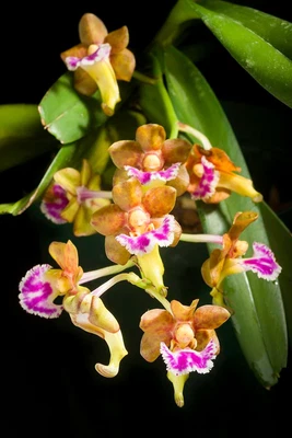 $35 • Buy Aerides Flabellata (Fragrant Species)