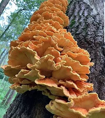 100 Chicken Of The Woods Mushroom Spawn Plugs To Grow Gourmet And Medicinal • $26.77