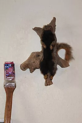 Taxidermy Unknown Squirrel Chipmunk Mount Novelty Whitetail Deer Log Cabin Decor • $245