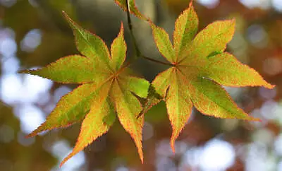 $6.95 • Buy 1-1000 PCS Japanese Maple Tree Seeds Acer Palmatum Autumn Fall Yellow Red 0179