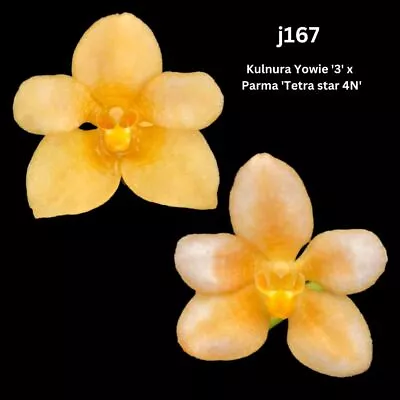 Sarcochilus Orchid Seedling. J167 (Kulnura Yowie '3' X Parma 'Tetra Star 4N') • $14.50