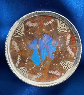 Vintage Blue Morpho Butterfly Wing Art Plate • $16