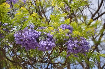 Jacaranda Mimosifolia (Blue Jacaranda) - 25 Seeds • £2.35