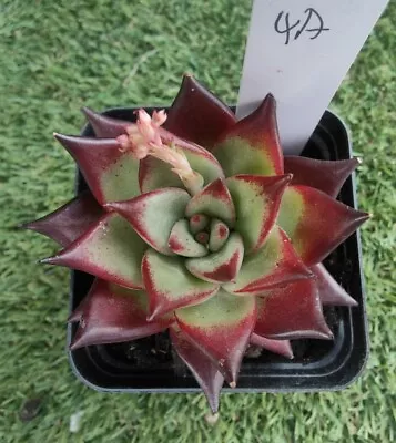 Echeveria Agavoides Red Ebony 7cm Diameter  Succulent  • $60