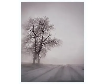 Todd Hido 8x10 Archival Print Hand Signed Silver Meadows • $279