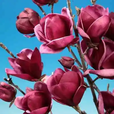 Magnolia Genie PBR Purple NEW Rare Variety XXXL 3Lt Pot Tree Plant To Your Door • £39.99