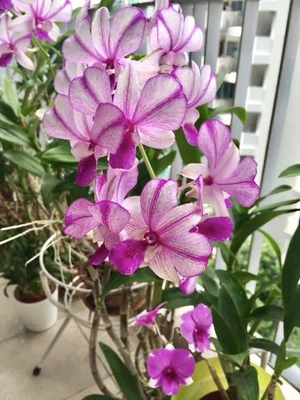 $10 • Buy ORCHID  - Dendrobium  Pop Eye - PROLIFIC BLOOMING