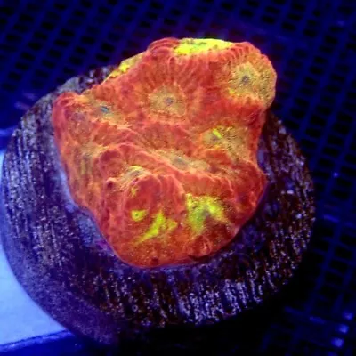Red And Yellow Favia Coral Frag WYSIWYG IC 3208 • $28
