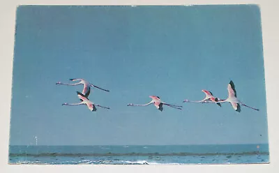 Flamingo Birds In Flight Postcard Wildlife  • $1.99