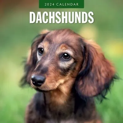 Dachshunds 2024 Wall Calendar • £6.39