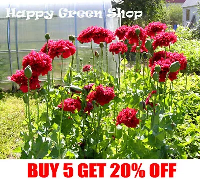 £1.19 • Buy POPPY RED PEONY - Papaver Paeoniflorum - 500 Seeds - ANNUAL FLOWER