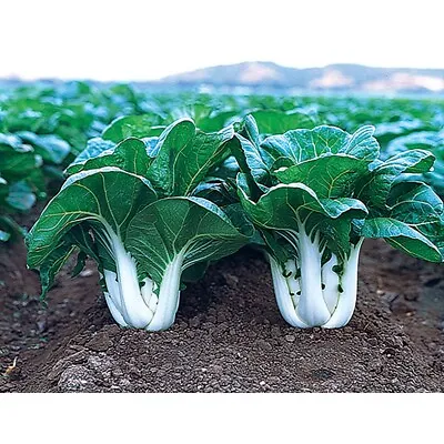 500 CANTON PAK CHOI CABBAGE SEEDS ~ 2024 ~ Heirloomseedguy ~ USA • $1.69