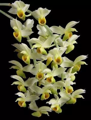 $69 • Buy MOS. Orchid Species Catasetum Complanatum
