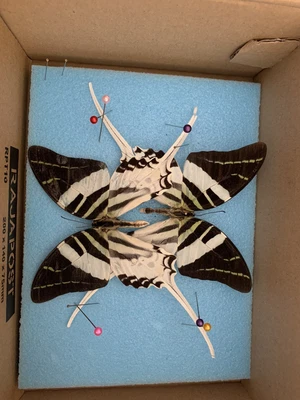 £10 • Buy Taxidermy Pinned Butterflies Insects