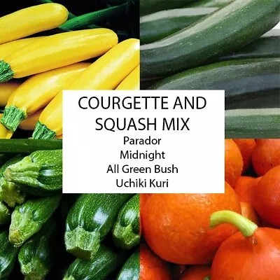 Courgette And Squash Mix Vegetable Garden X 4 Large Plug Plants • £8.95