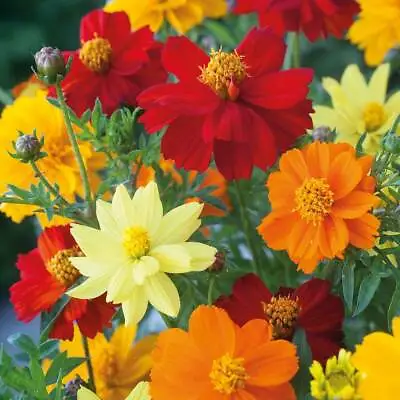 Cosmos Seeds Annual Flower Garden Plant Brightness Mixed 1 Packet 100 Seeds T&M • £2.99